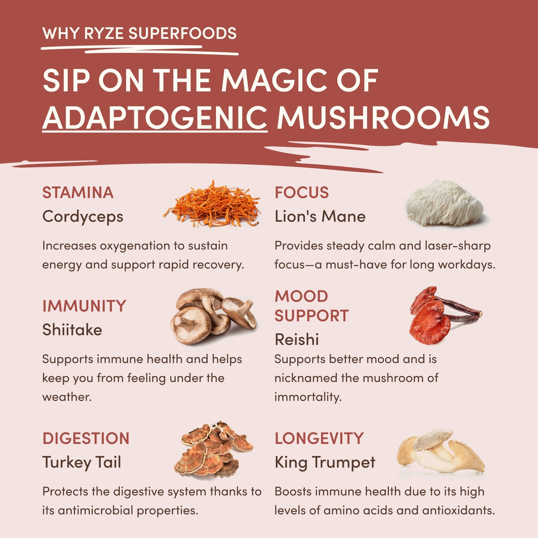 Mushroom Chicory (30 Servings) - Daily Balance
