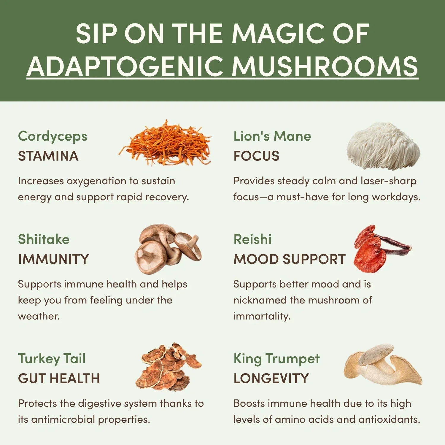 Mushroom Matcha (30 Servings) - No Jitters